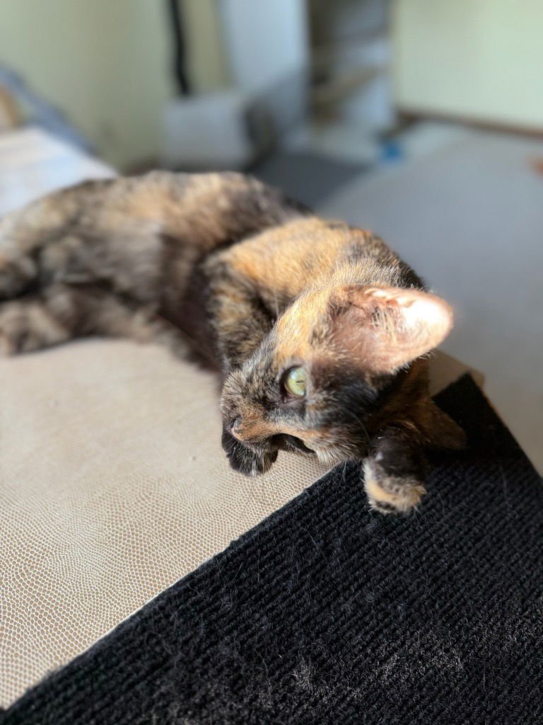 FRANKIE - Domestic Short Hair available for adoption