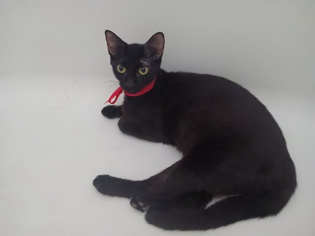 Gigi Image