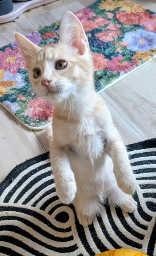 BULLEIT - Domestic Short Hair available for adoption