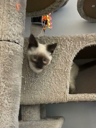 LEROY - Siamese available for adoption