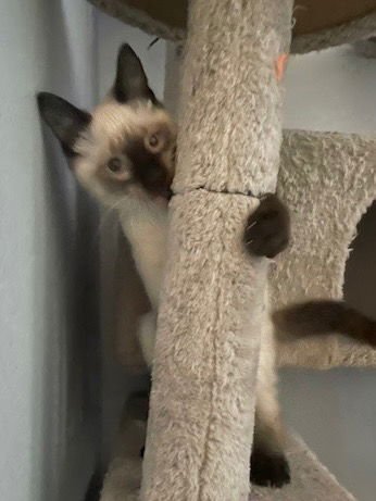 LEROY - Siamese available for adoption