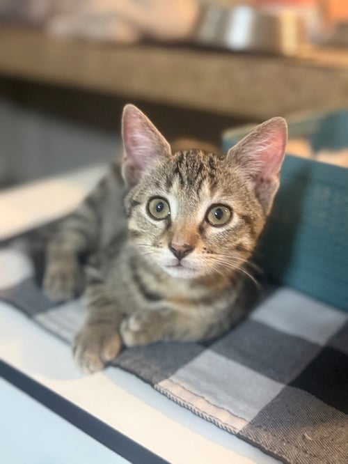 IRIS - Tabby available for adoption