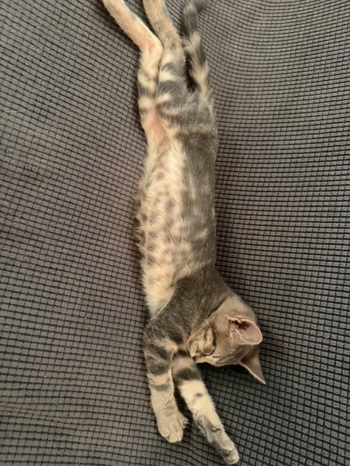 IRIS - Tabby available for adoption