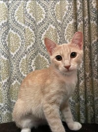 Apricot - Photo 1