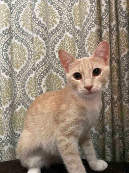 APRICOT - Tabby available for adoption