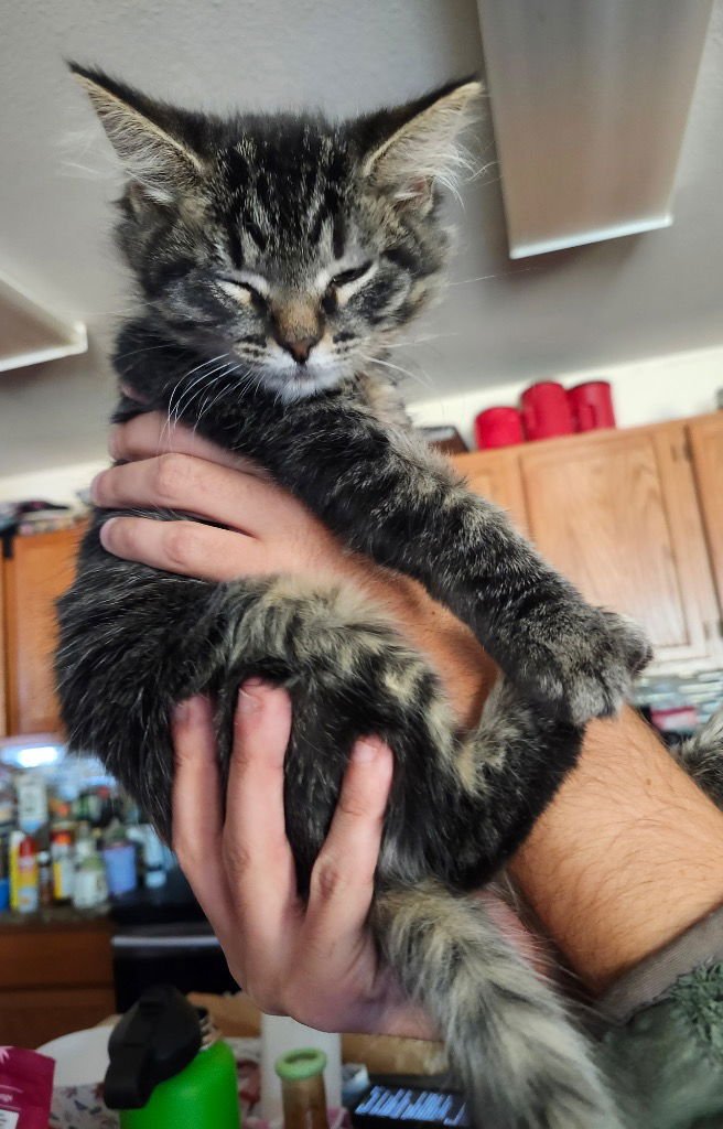 GINGER - Tabby available for adoption