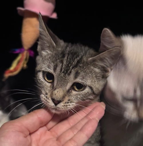 SCARLET - Tabby available for adoption