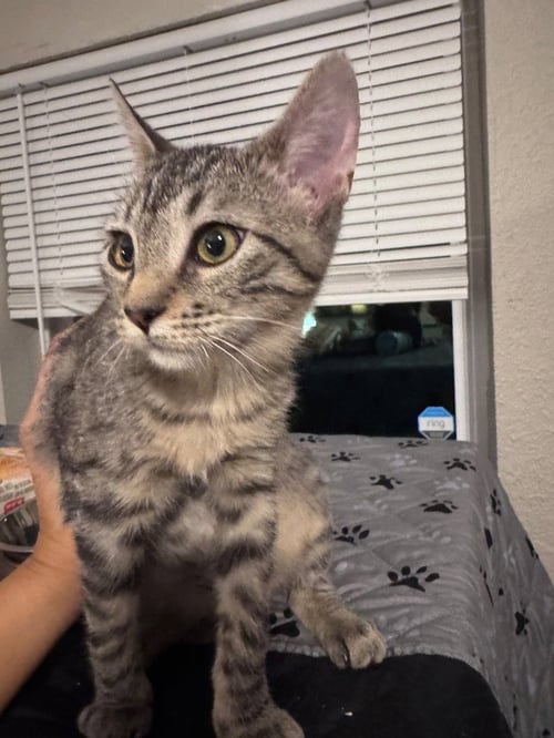 SCARLET - Tabby available for adoption