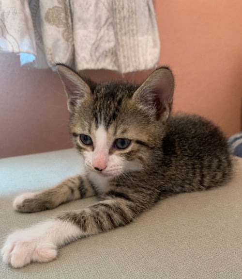 MARS - Tabby available for adoption