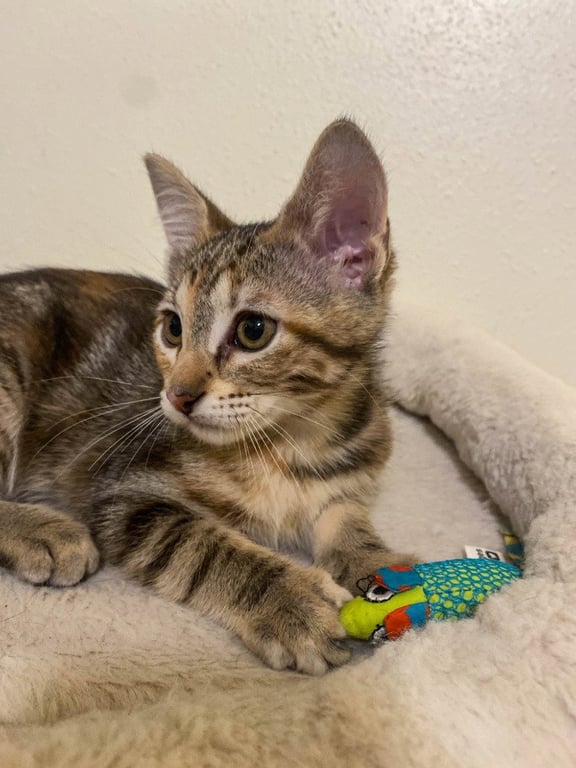 Adora Image