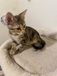 Adora - Photo 3