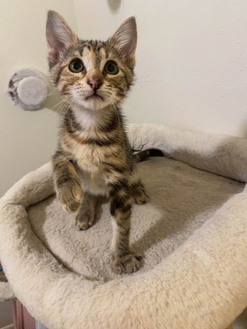 ADORA - Domestic Short Hair available for adoption