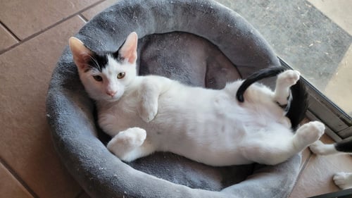 COOKIE DOUGH - Domestic Short Hair available for adoption