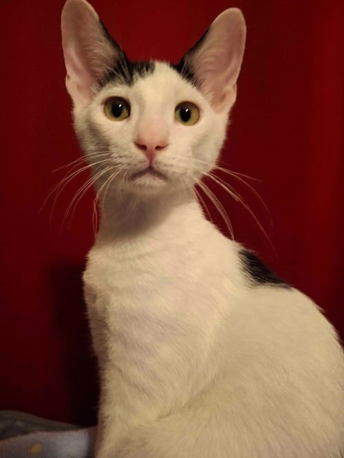 COOKIE DOUGH - Domestic Short Hair for adoption in San Antonio