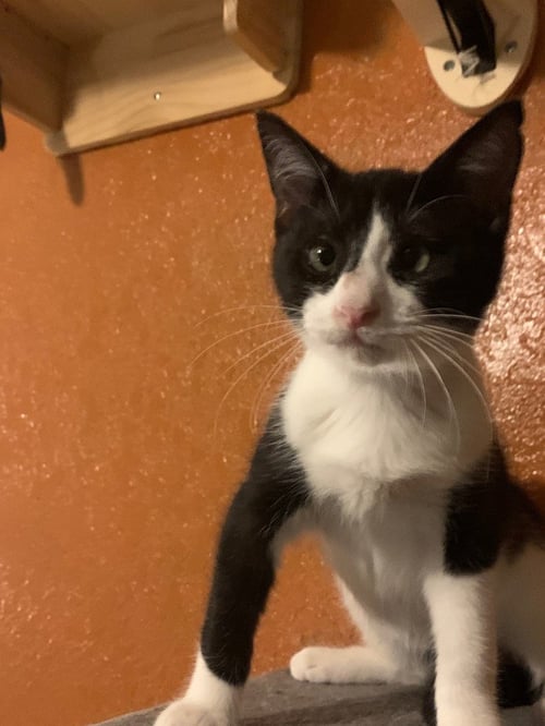 MILKSHAKES - Domestic Short Hair available for adoption
