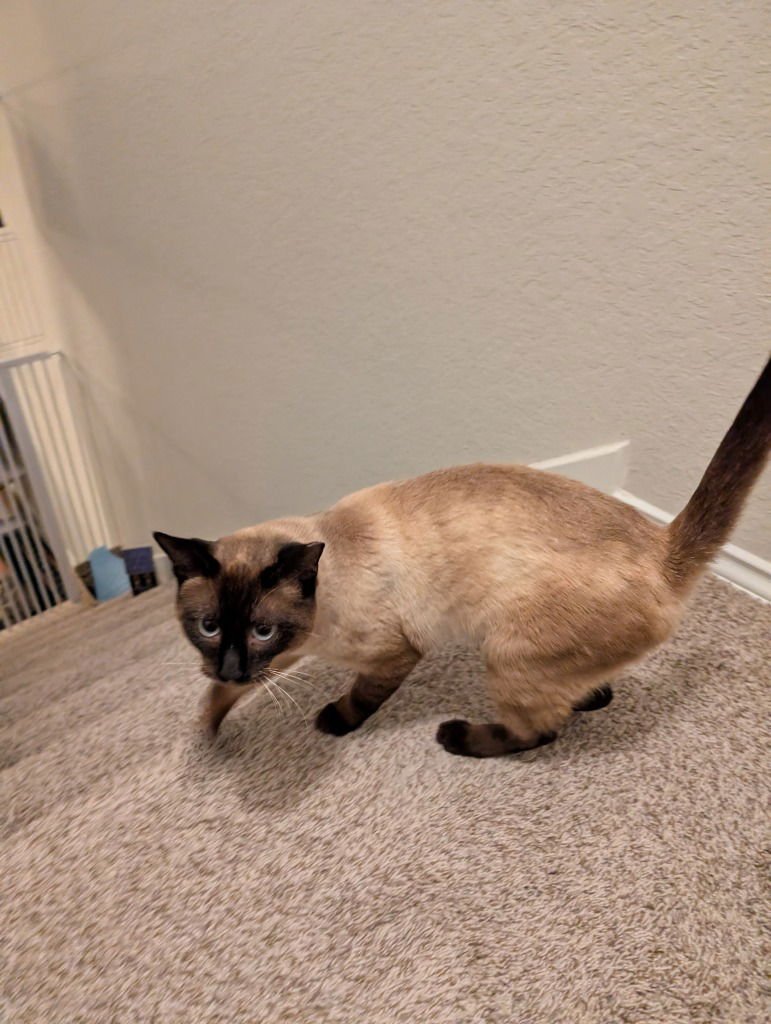 SINATRA (NARRO) - Siamese available for adoption