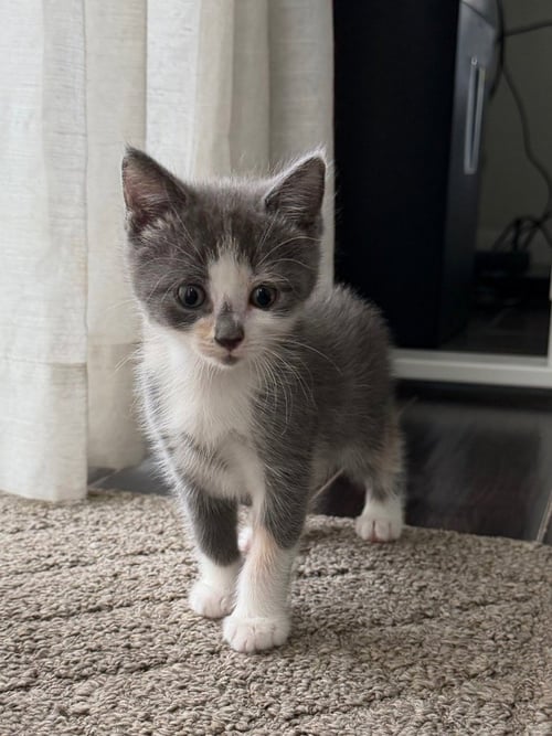 ARIA - Domestic Short Hair available for adoption
