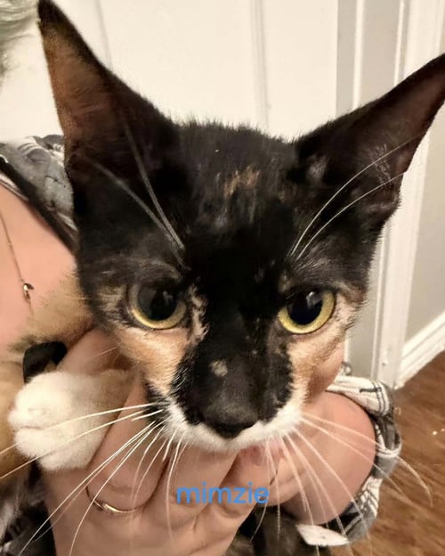 MIMSY - Calico available for adoption