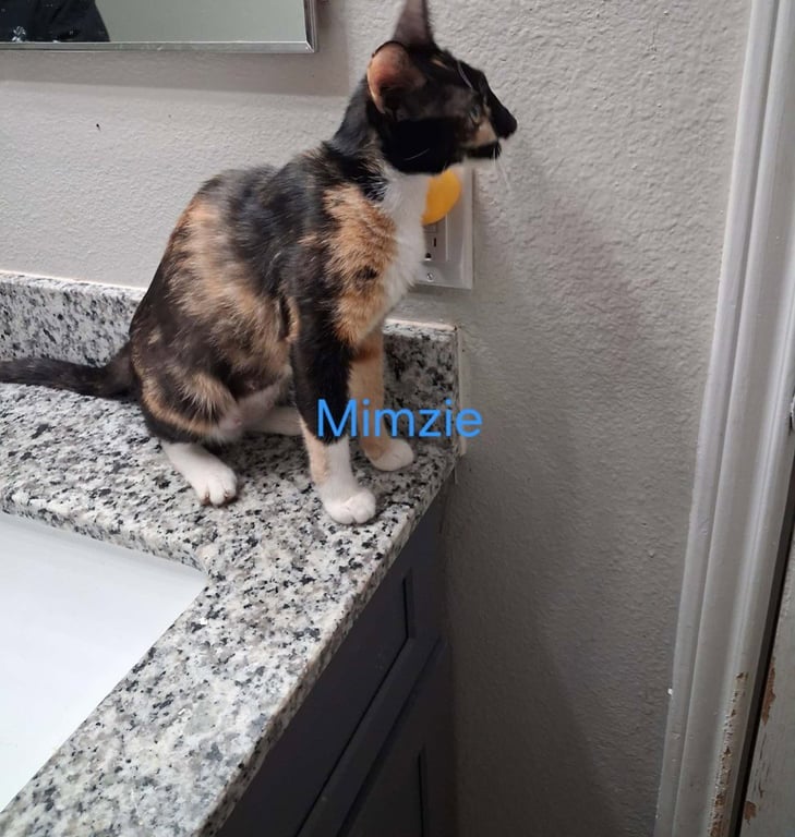 Mimsy Image