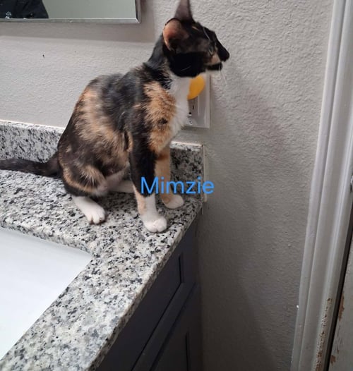 MIMSY - Calico available for adoption
