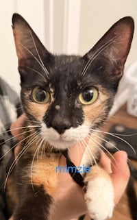 Mimsy - Photo 3