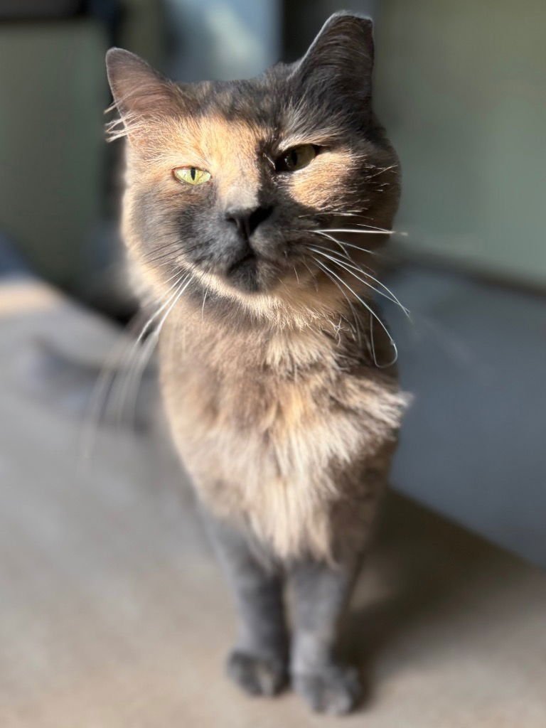 MINA - Domestic Short Hair available for adoption