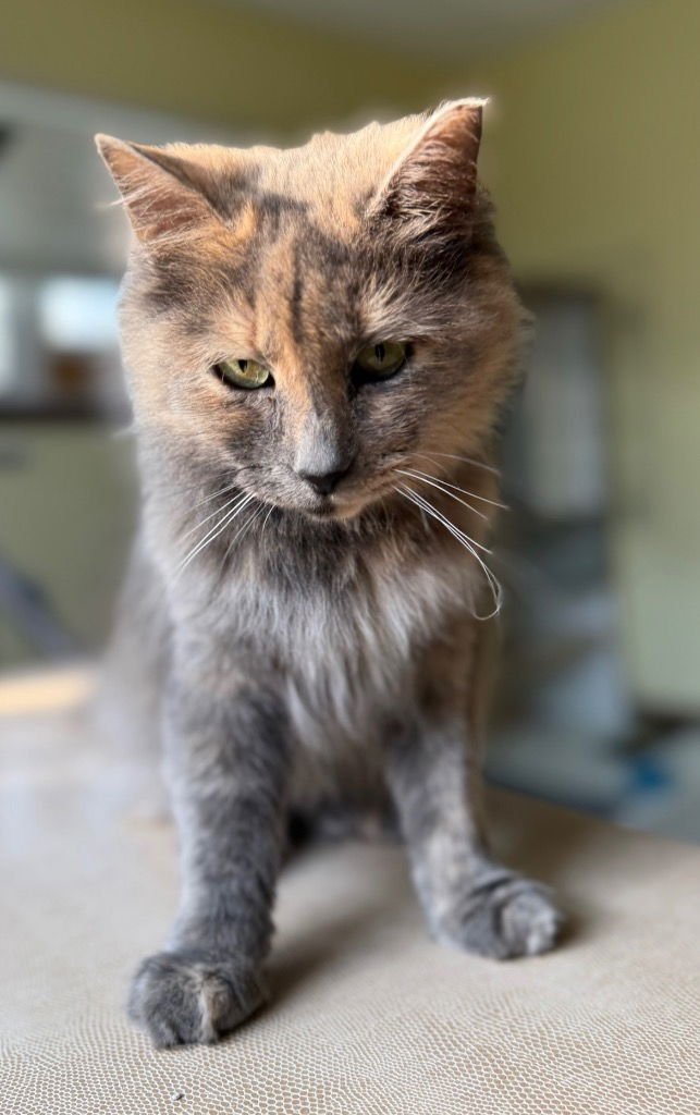 MINA - Domestic Short Hair available for adoption