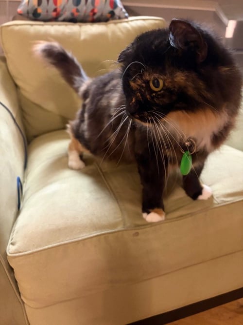 BRIENNE - Domestic Short Hair available for adoption