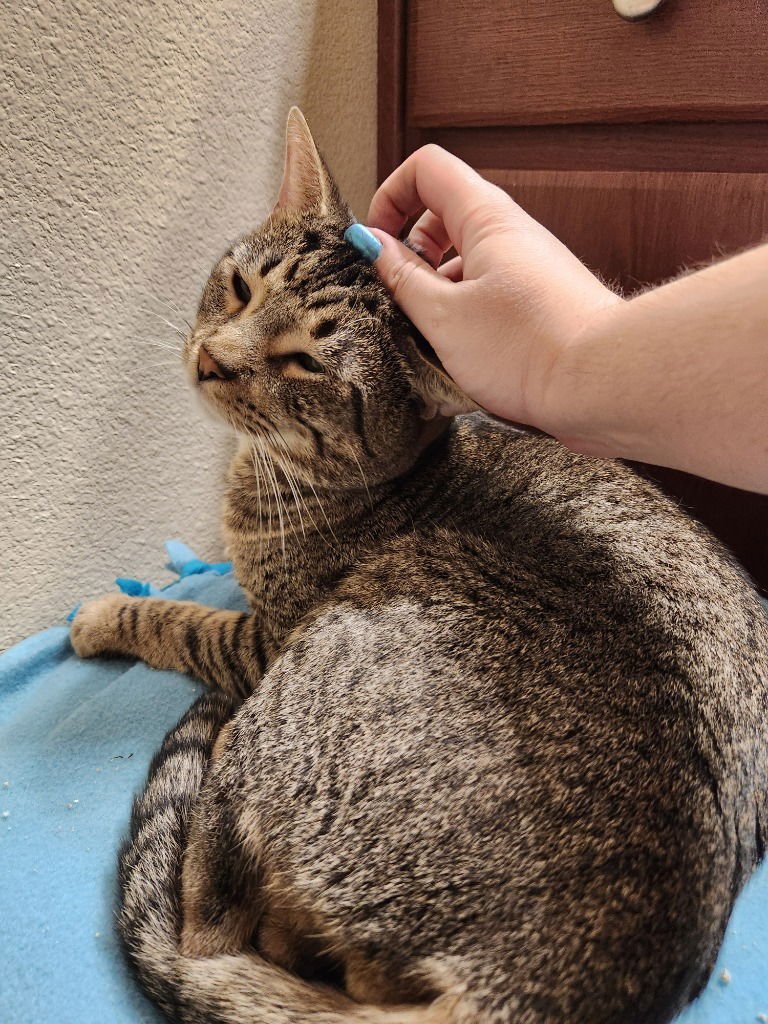 OSCAR - Tabby available for adoption