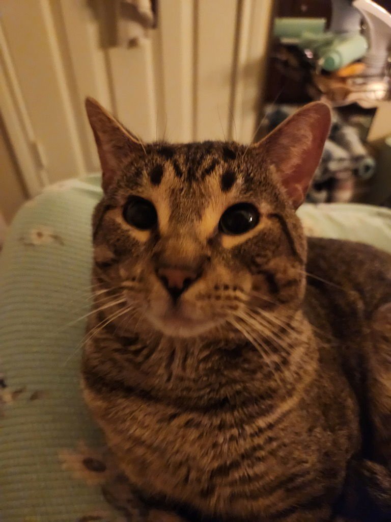 OSCAR - Tabby available for adoption