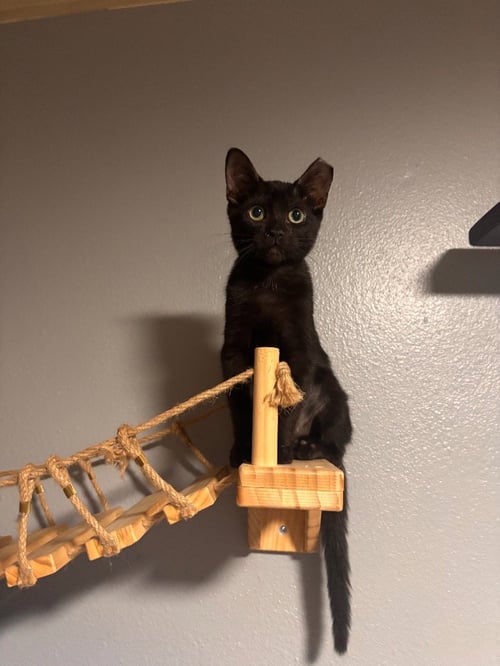 MILLIE - Burmese available for adoption