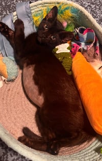Millie - Photo 3