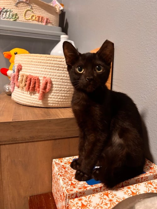 MILLIE - Burmese available for adoption