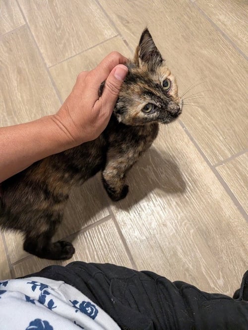 MOONS - Domestic Short Hair available for adoption