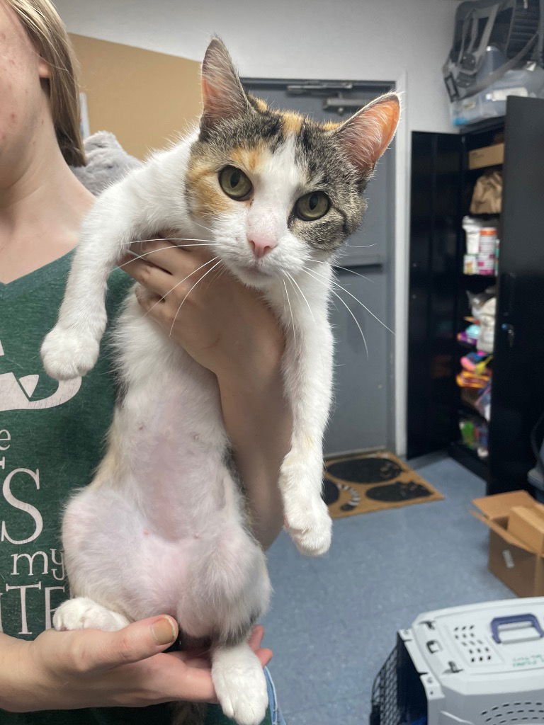 SNICKERS - Calico available for adoption