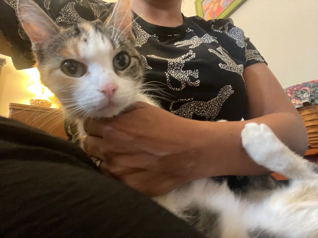 SNICKERS - Calico available for adoption