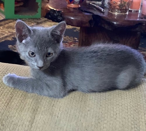 WYATT - Domestic Short Hair available for adoption