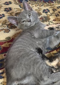 Wyatt - Photo 2