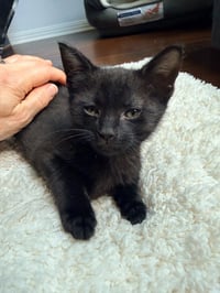 Oliver - Photo 1