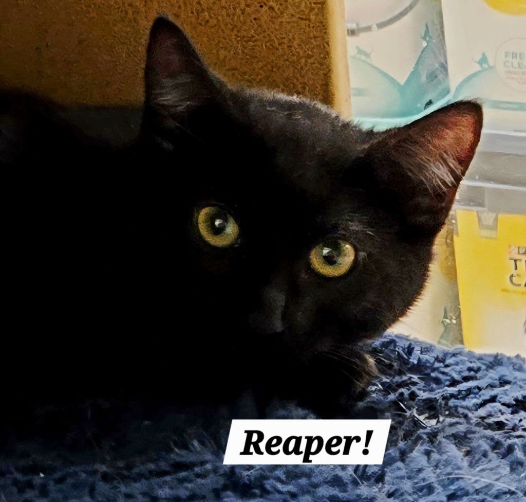 REAPER - Bombay / Domestic Short Hair available for adoption