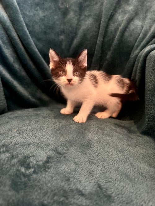 MILKSHAKE - Domestic Short Hair available for adoption