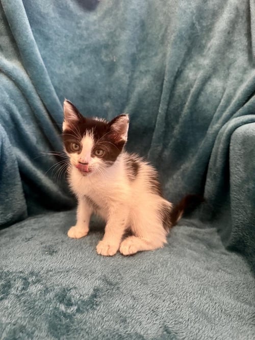 MILKSHAKE - Domestic Short Hair available for adoption