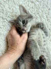 Grayson - Photo 2