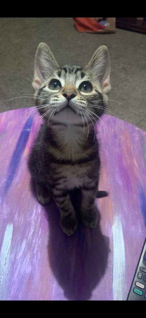 NEPTUNE - Tabby available for adoption