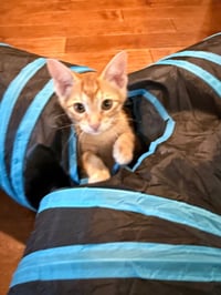 Cheerio - Photo 4