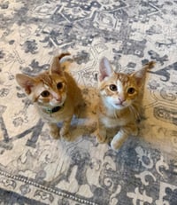Cheerio - Photo 3