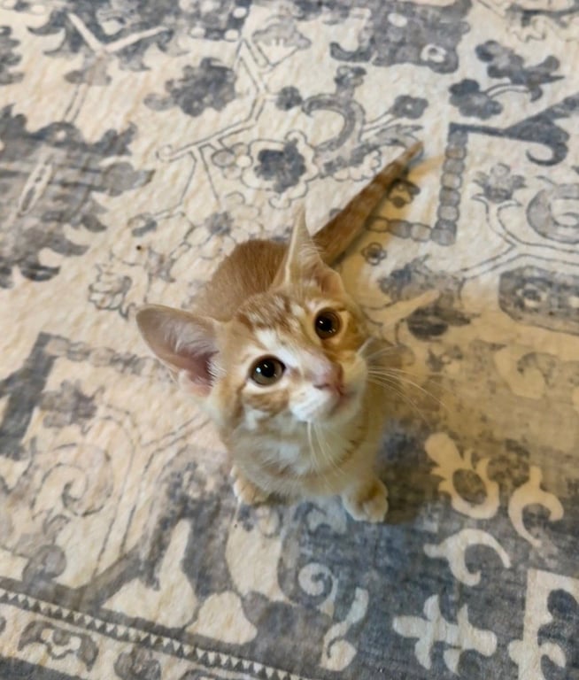 Cheerio Image