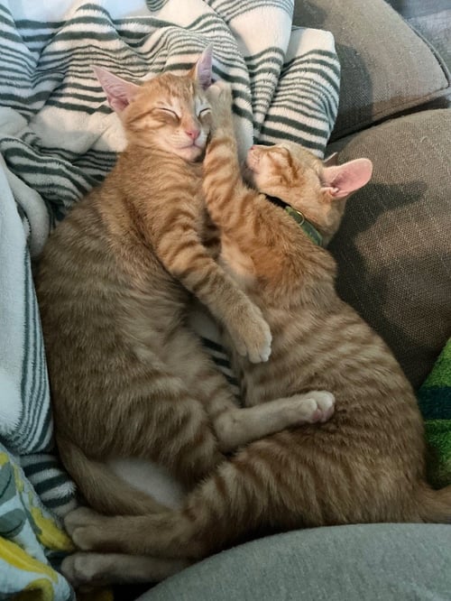 CHEERIO - Tabby available for adoption