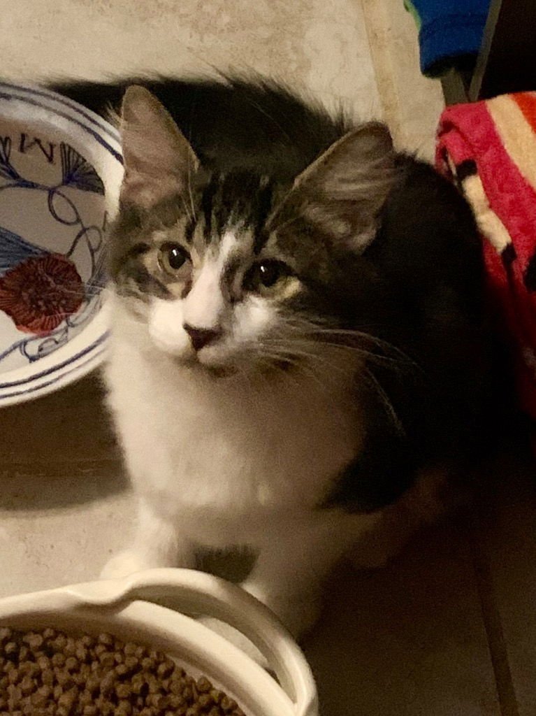 PEPSI COLA - Domestic Long Hair available for adoption