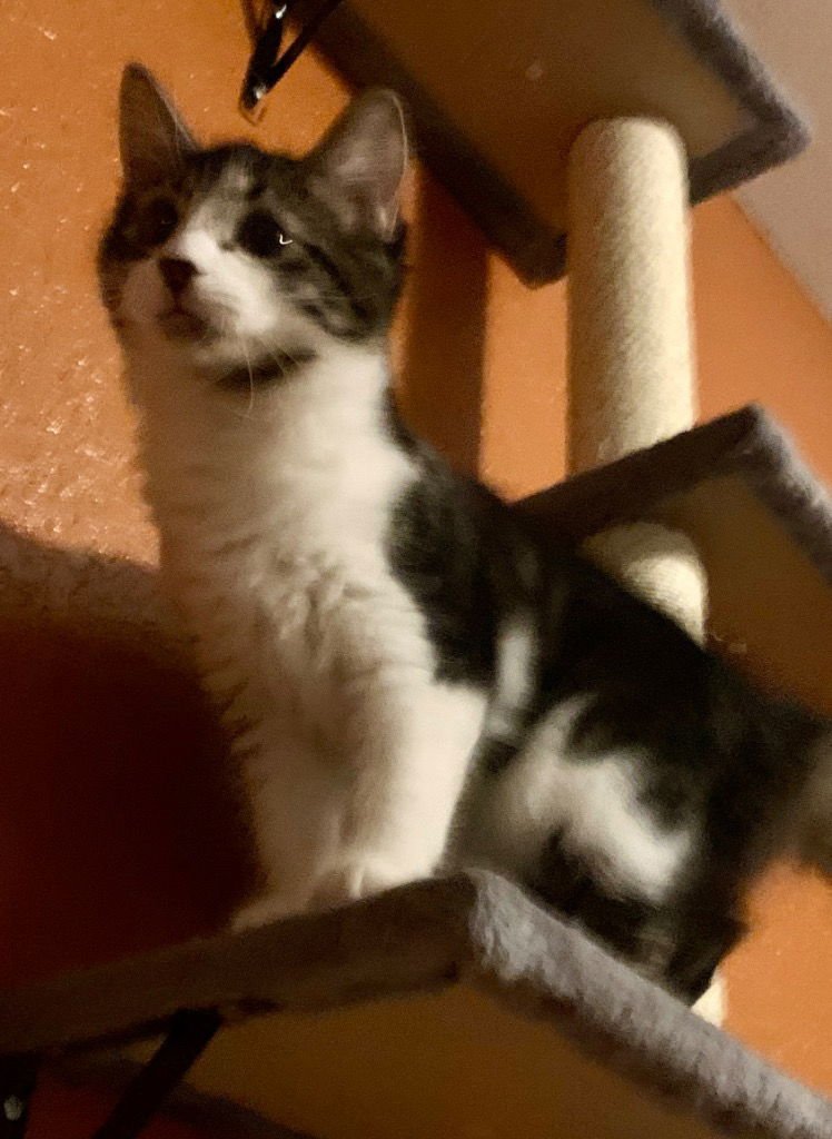 PEPSI COLA - Domestic Long Hair available for adoption